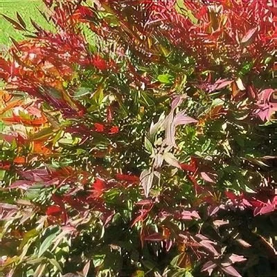 nandina tuscan flame 2.jpeg