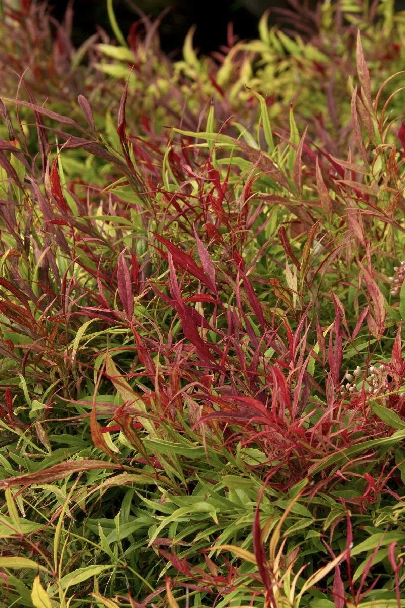 Sienna Sunrise Heavenly Bamboo, Nandina - 5 Gallon Container