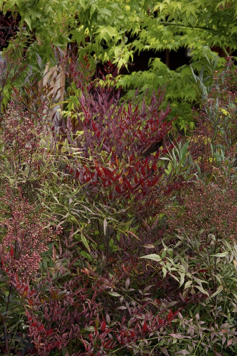 nandina plum passion.jpeg