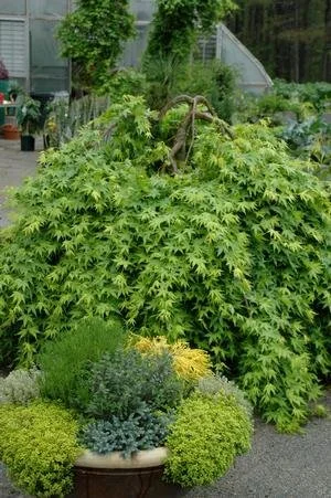 maple ryusen weeping japanese .jpeg