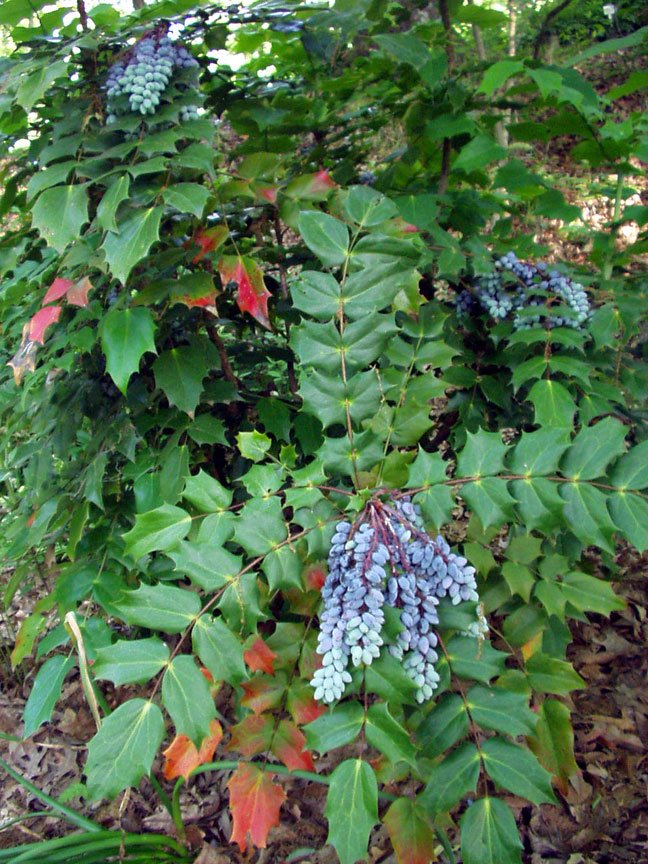 mahonia leatherleaf 2.jpeg