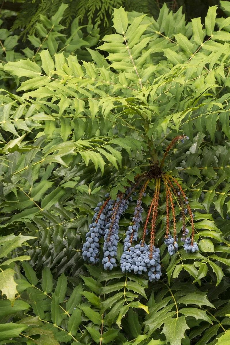 mahonia charity 2.jpeg