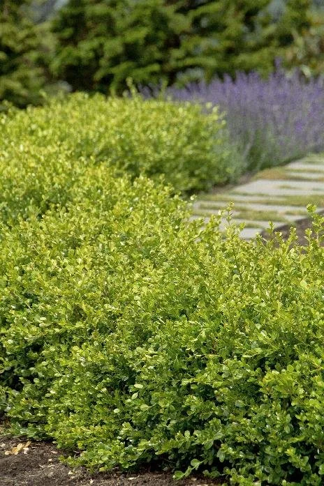 Winter Gem Boxwood