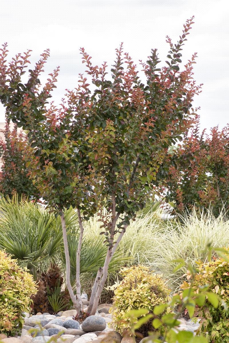 crape myrtle catawba 2.jpeg