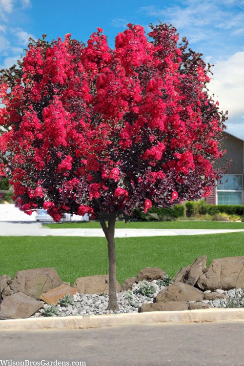 crape myrtle double dynamite 2.jpeg