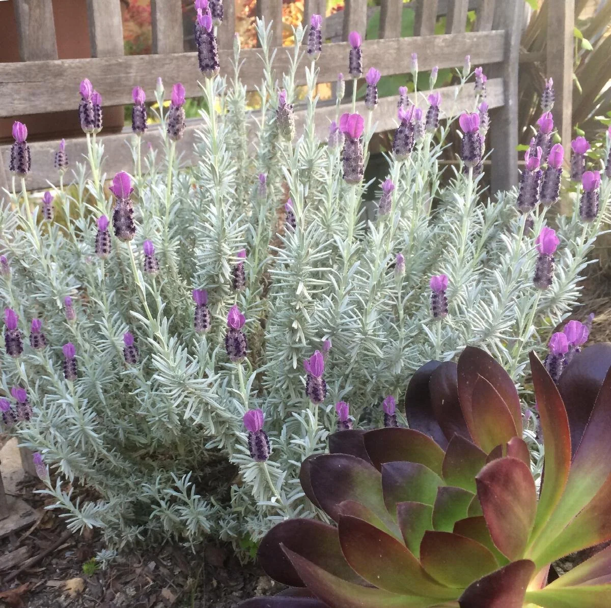Silver Anouk Spanish Lavender - 1 Gallon Container