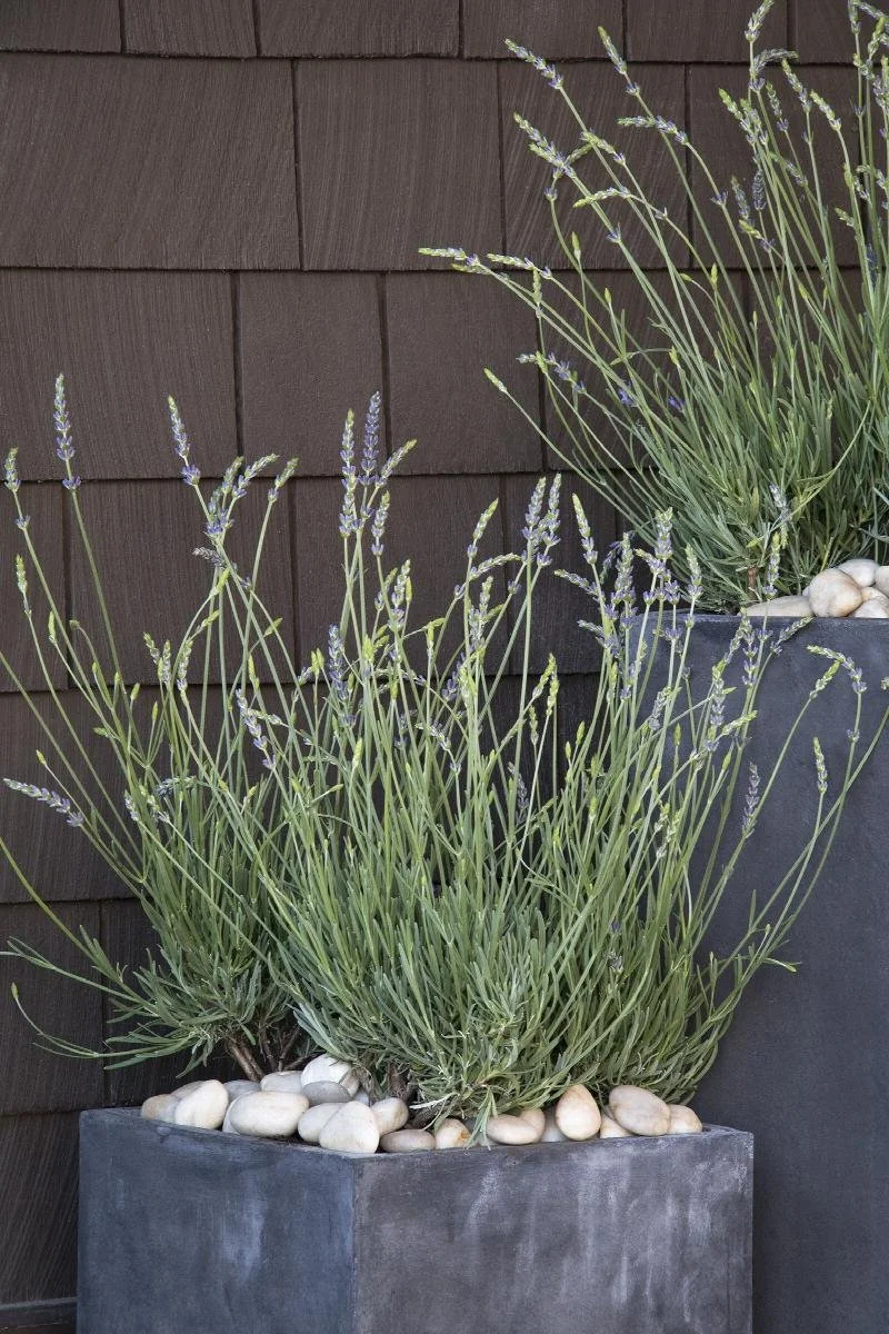 Phenomenal Lavender - 1 Gallon Container