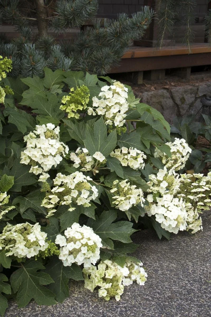 Munchkin Oakleaf Hydrangea - 3 Gallon Container