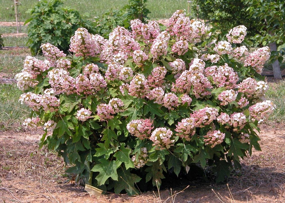 hydrangea munchkin oakleaf .jpeg
