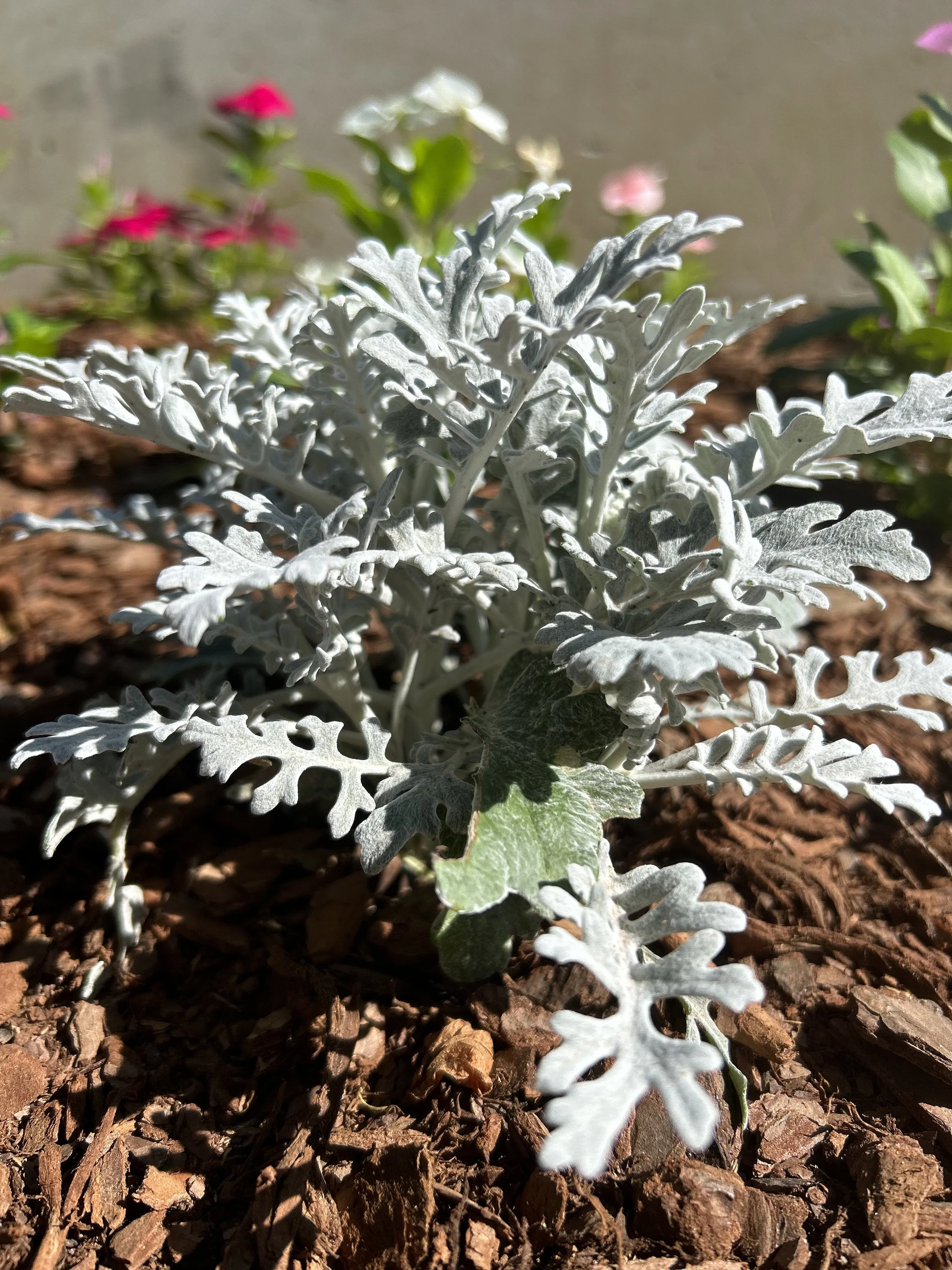 Dusty Miller - 18 four inch Containers
