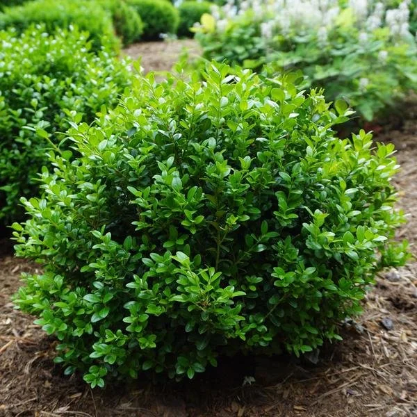 boxwood little missy.jpeg