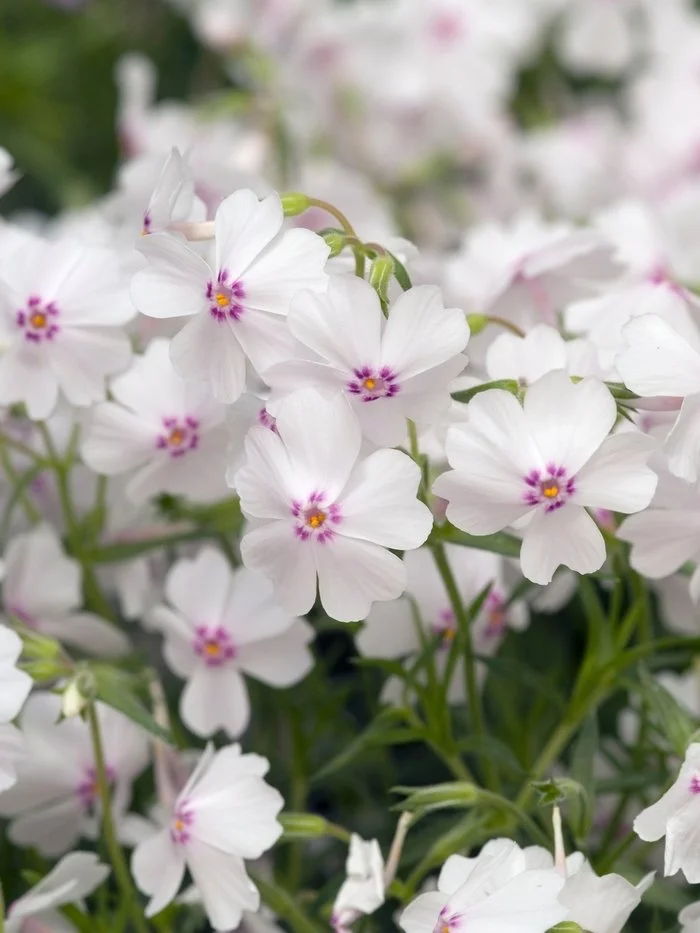 creeping phlox amazing grace.jpeg
