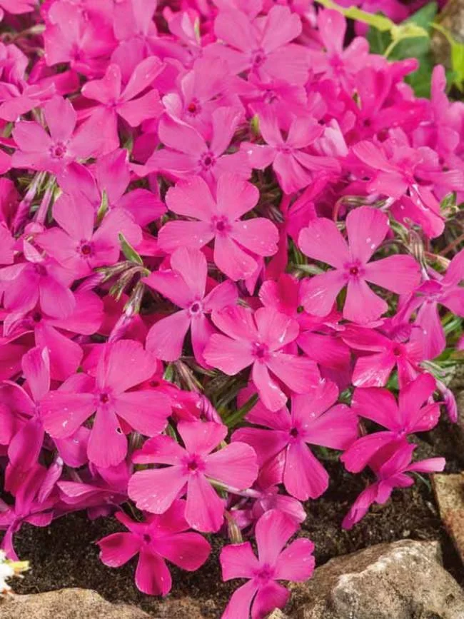 creeping phlox drummonds pink.jpeg