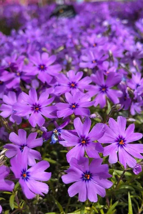 creeping phlox purple beauty.jpeg