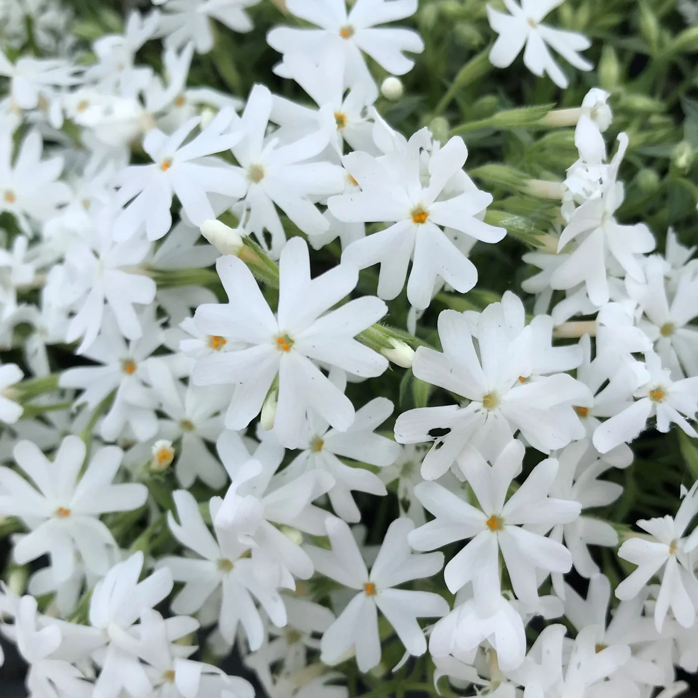 creeping phlox snowflake.jpeg