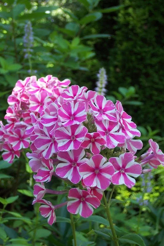 garden phlox peppermint twist 3.jpeg