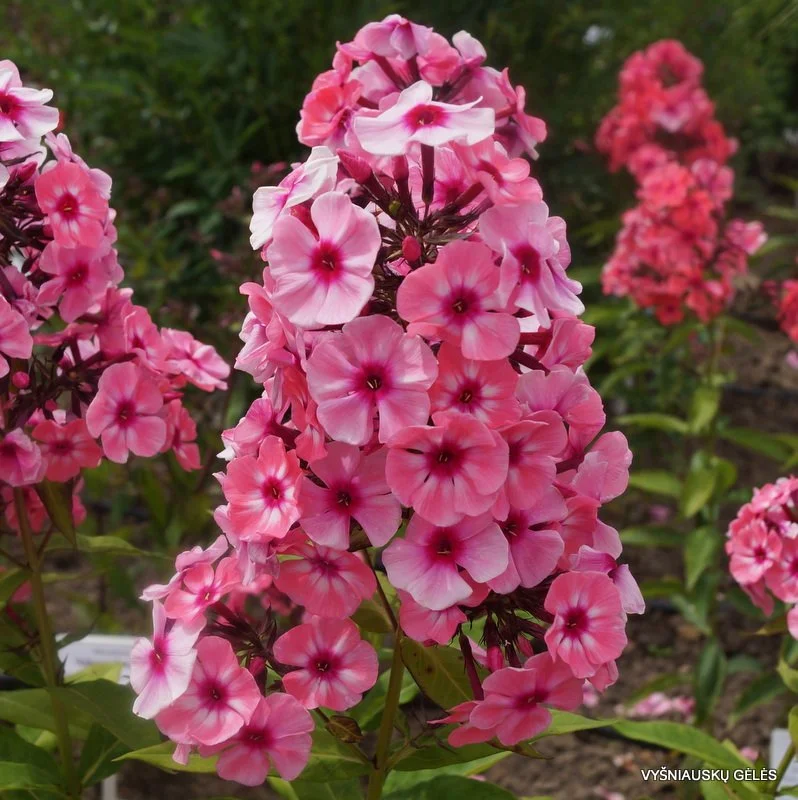garden phlox larissa .jpeg