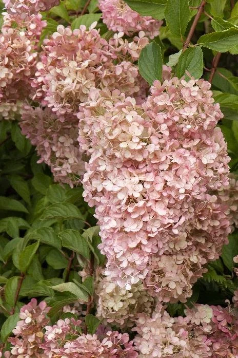 Hydrangea Phantom Panicle.jpeg