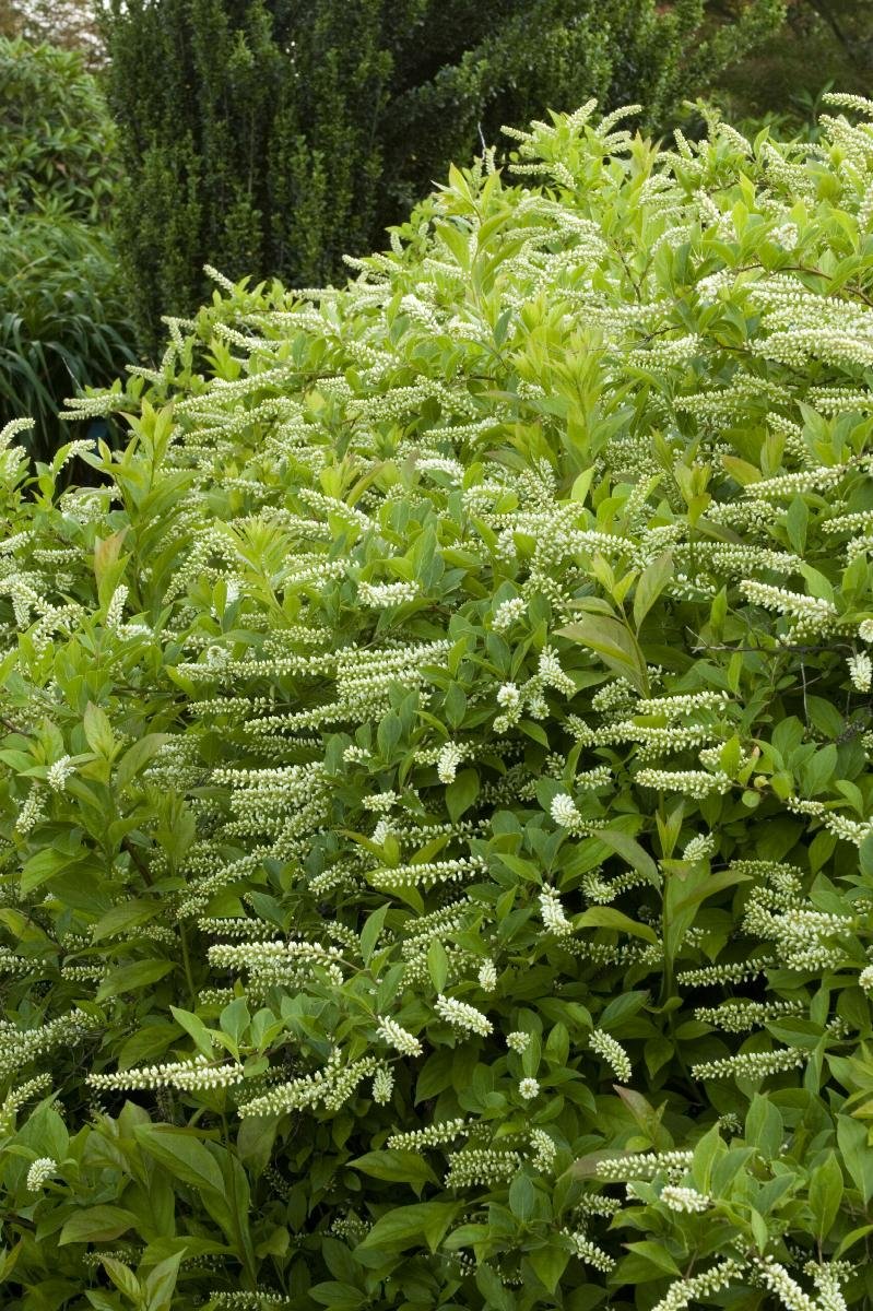 sweetspire little Hendry Dwarf Virginia.jpeg