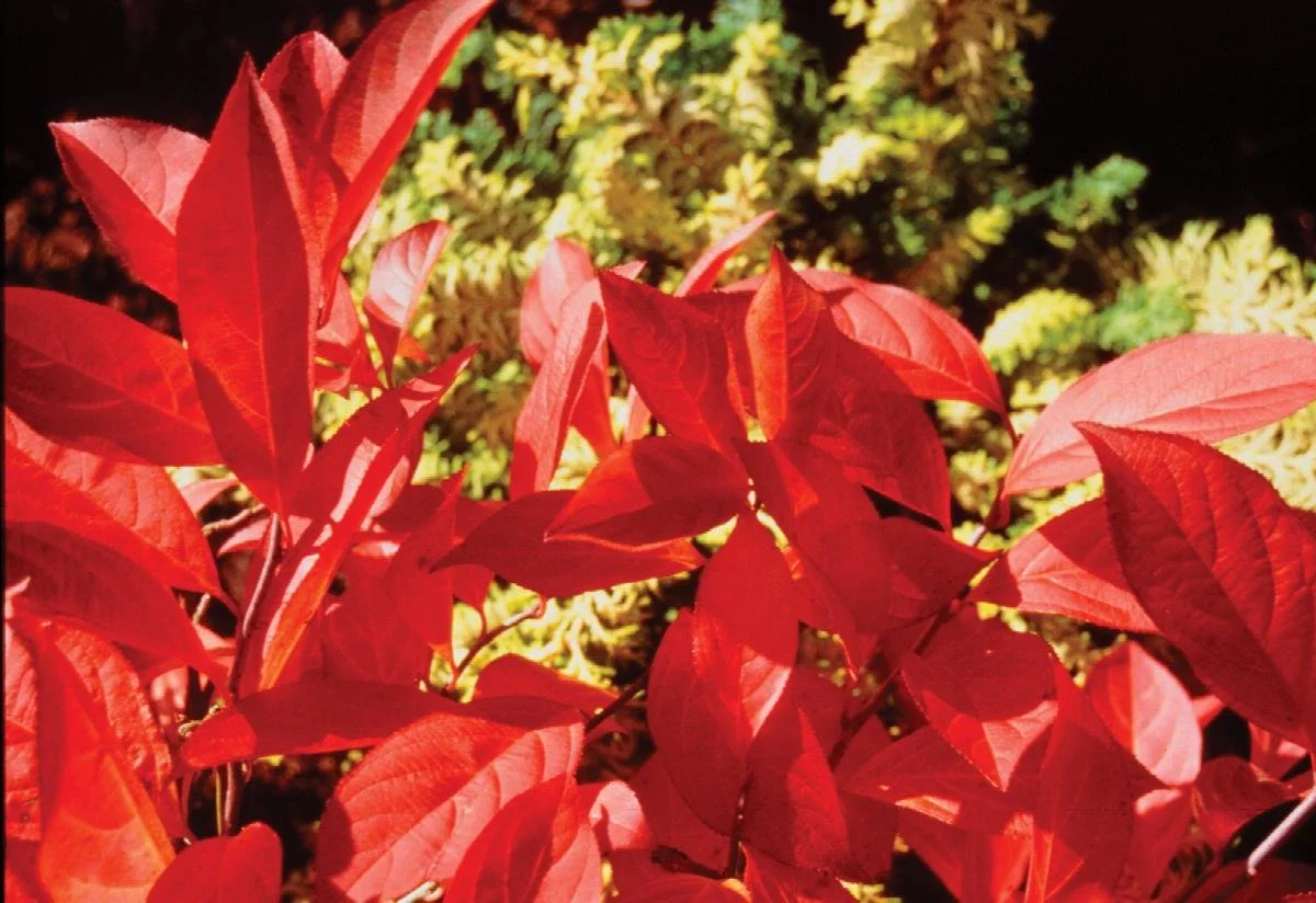 sweetspire little henry dwarf virginia.jpeg