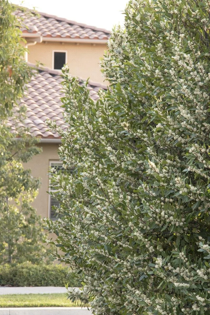 laurel bright n tight carolina.jpeg