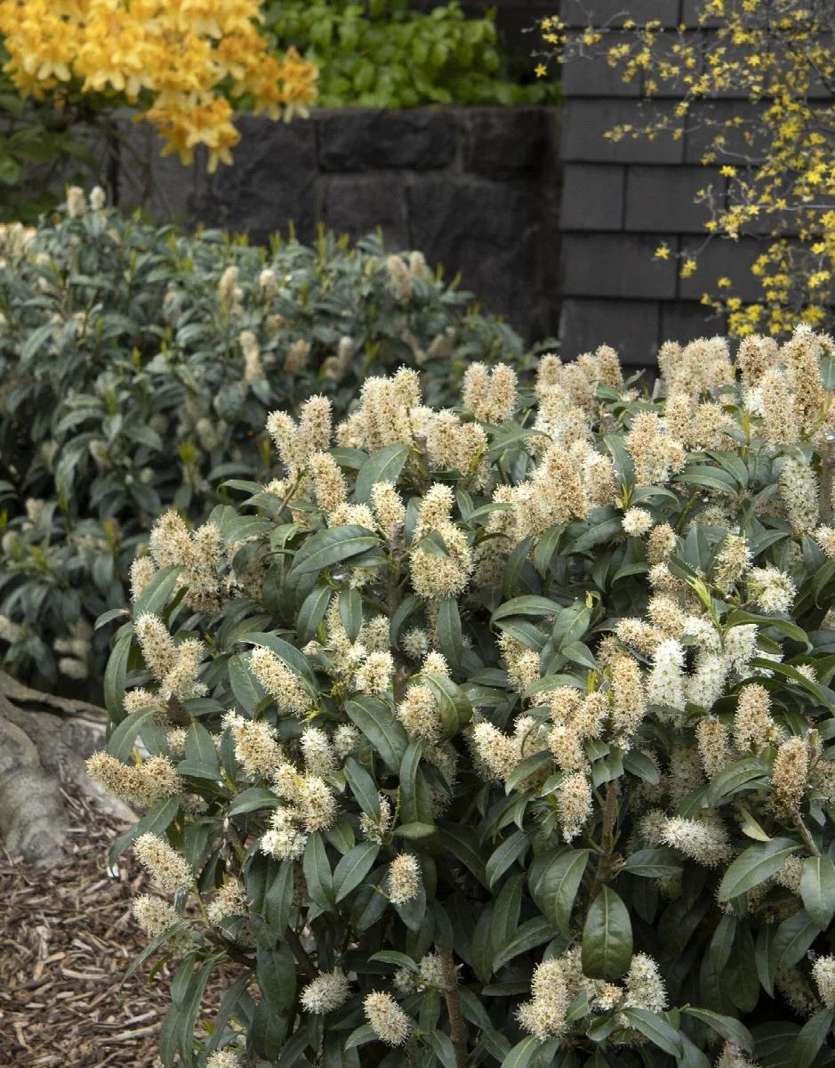 laurel chestnut hill .jpeg