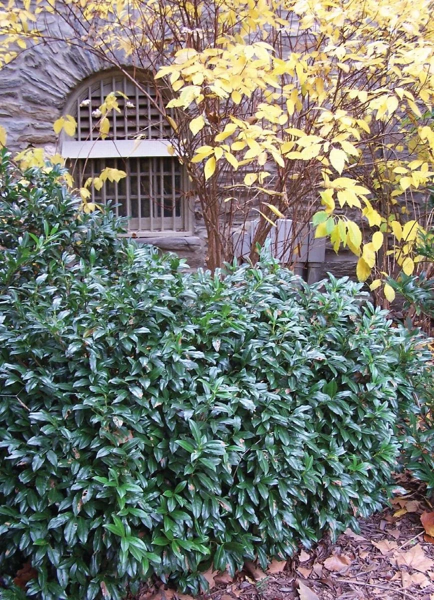 laurel chestnut hill.jpeg