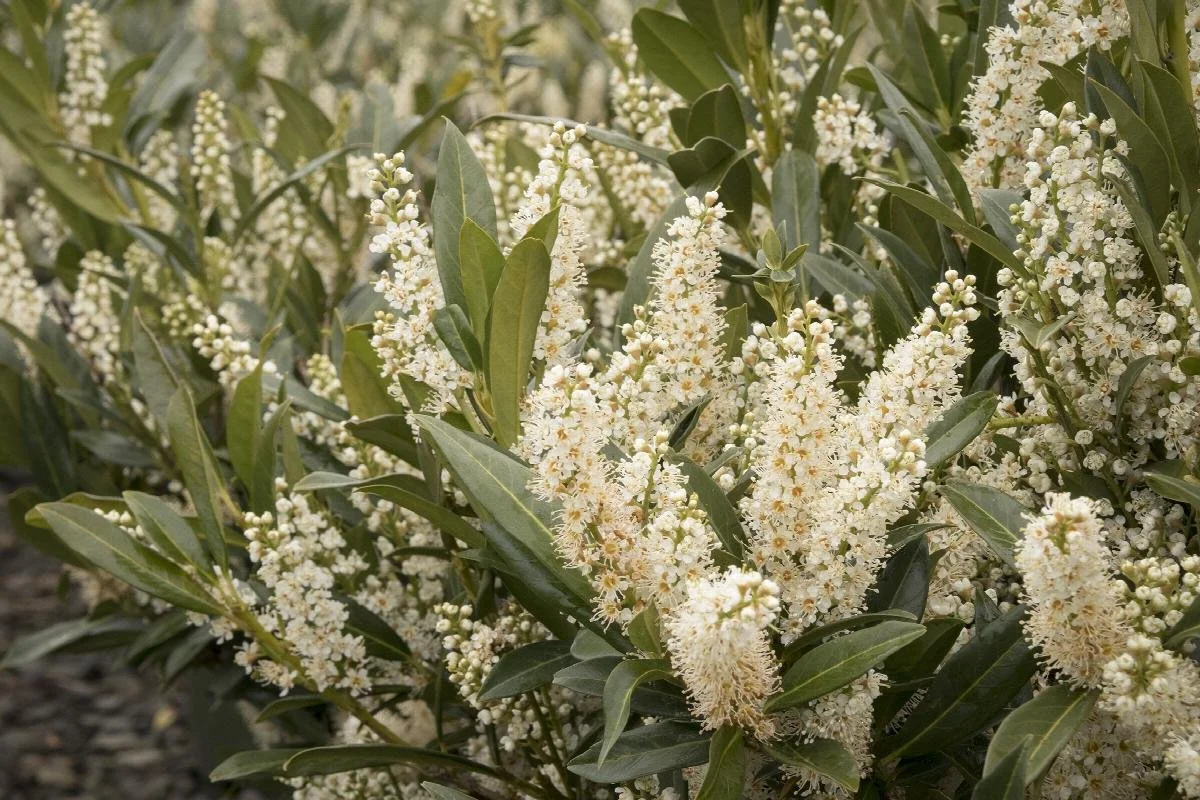 laurel jade enchantress cherry.jpeg