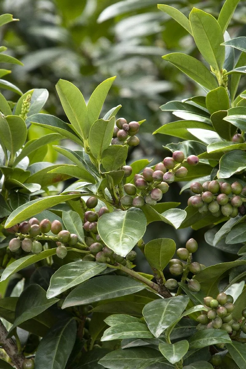 laurel volcano cherry.jpeg