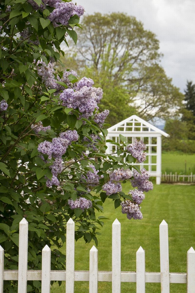 lilac common.jpeg