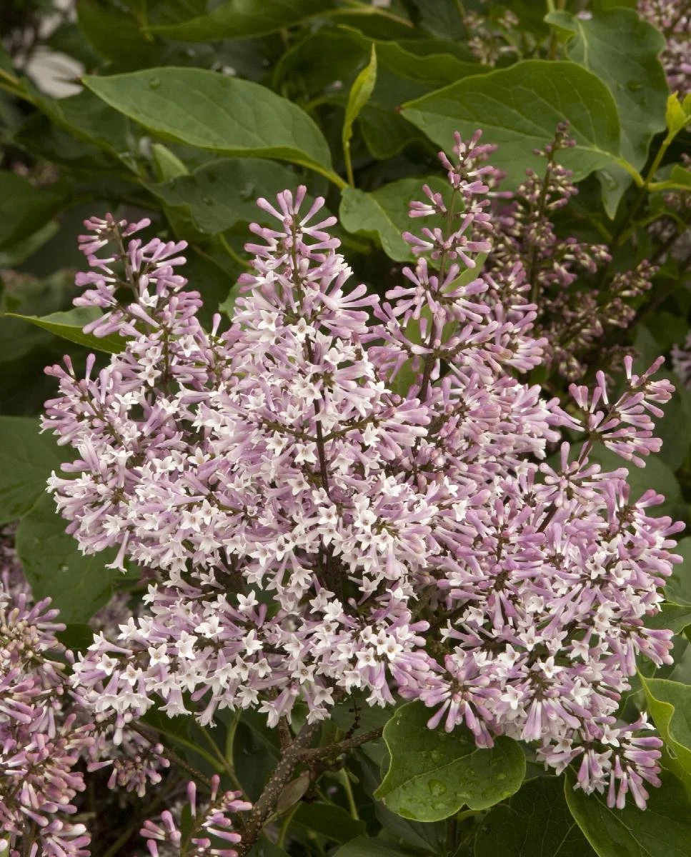 lilac miss kim korean.jpeg