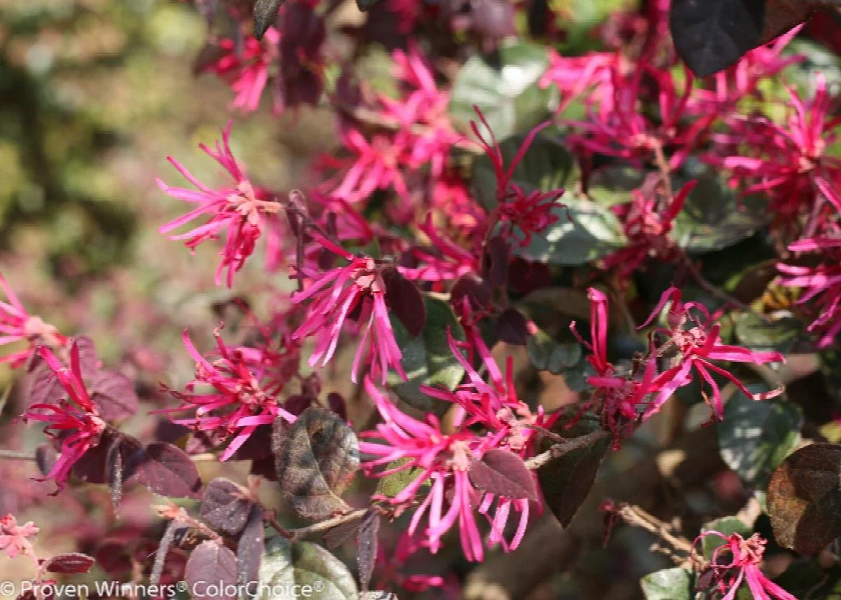 loropetalum jazz hands bold chinese fringe flower.jpeg