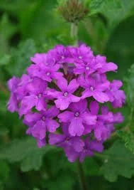 verbena homestead purple 2.jpeg