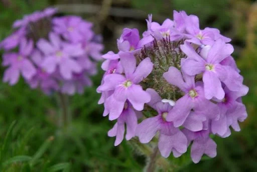 Prairie Verbena - 1 Gallon Container