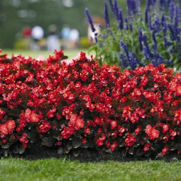 begonia big bronze leaf red.jpeg
