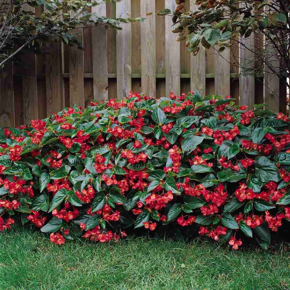 Begonia dragon wing red.jpg