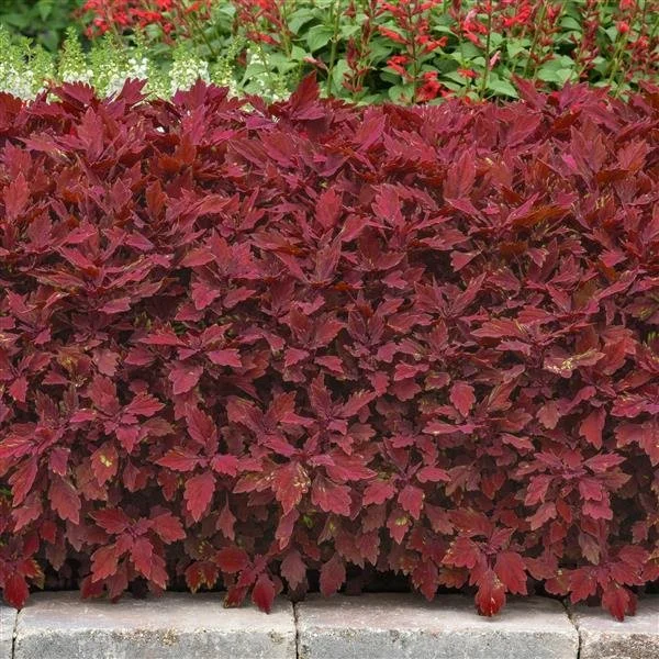 coleus salsa roja.jpeg