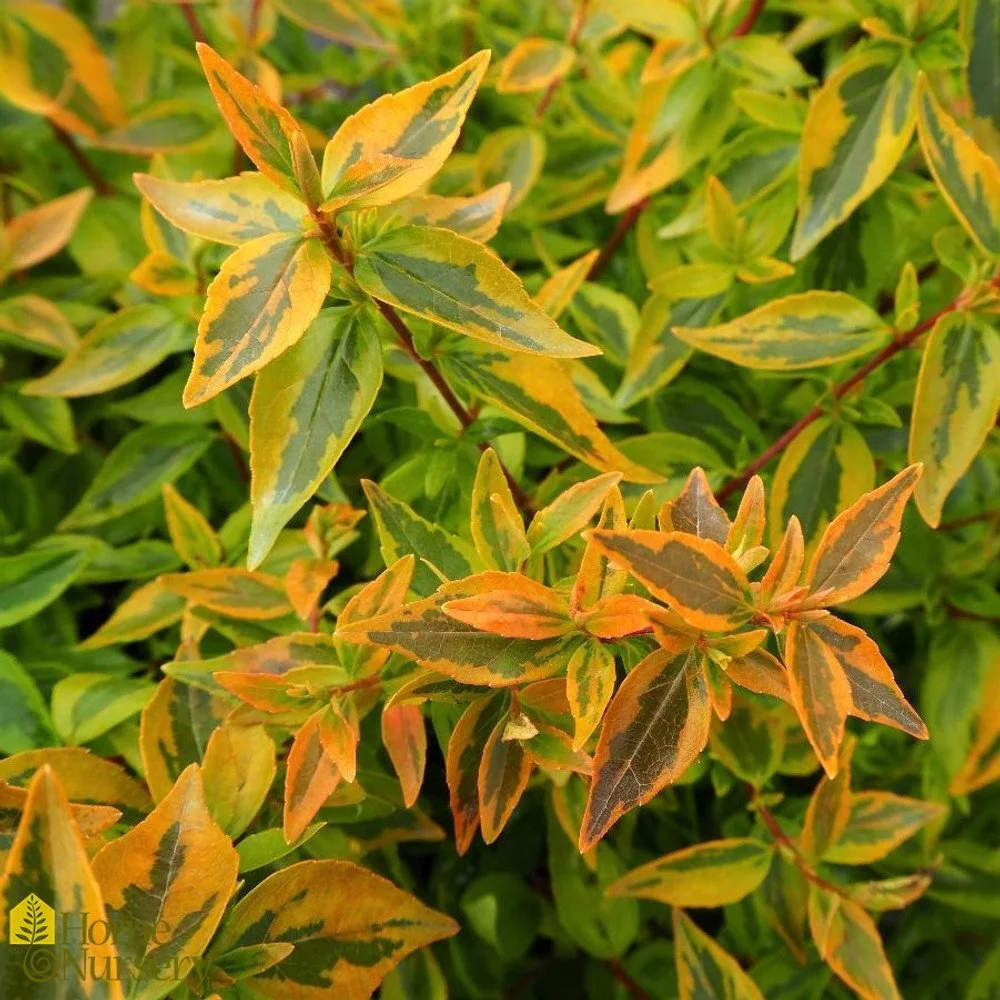 glossy-abelia__64373.jpg