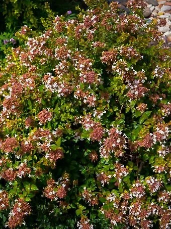 rose-creek-abelia-1-340x453.jpg