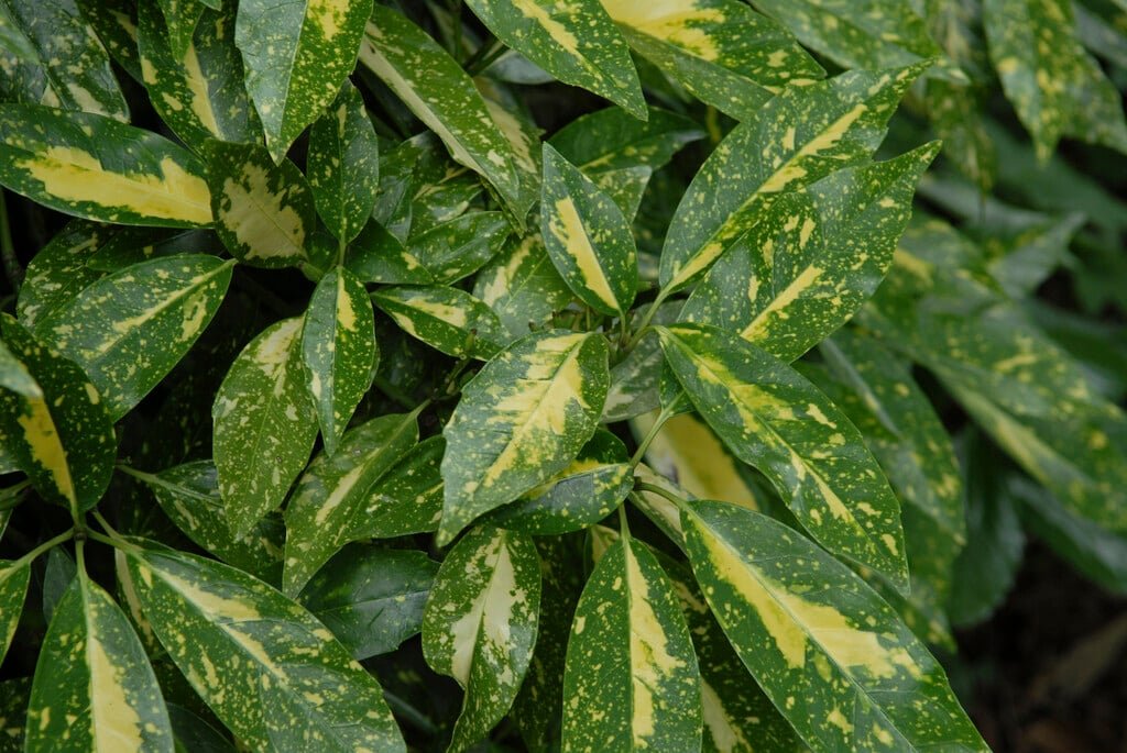 vami01039.jpg