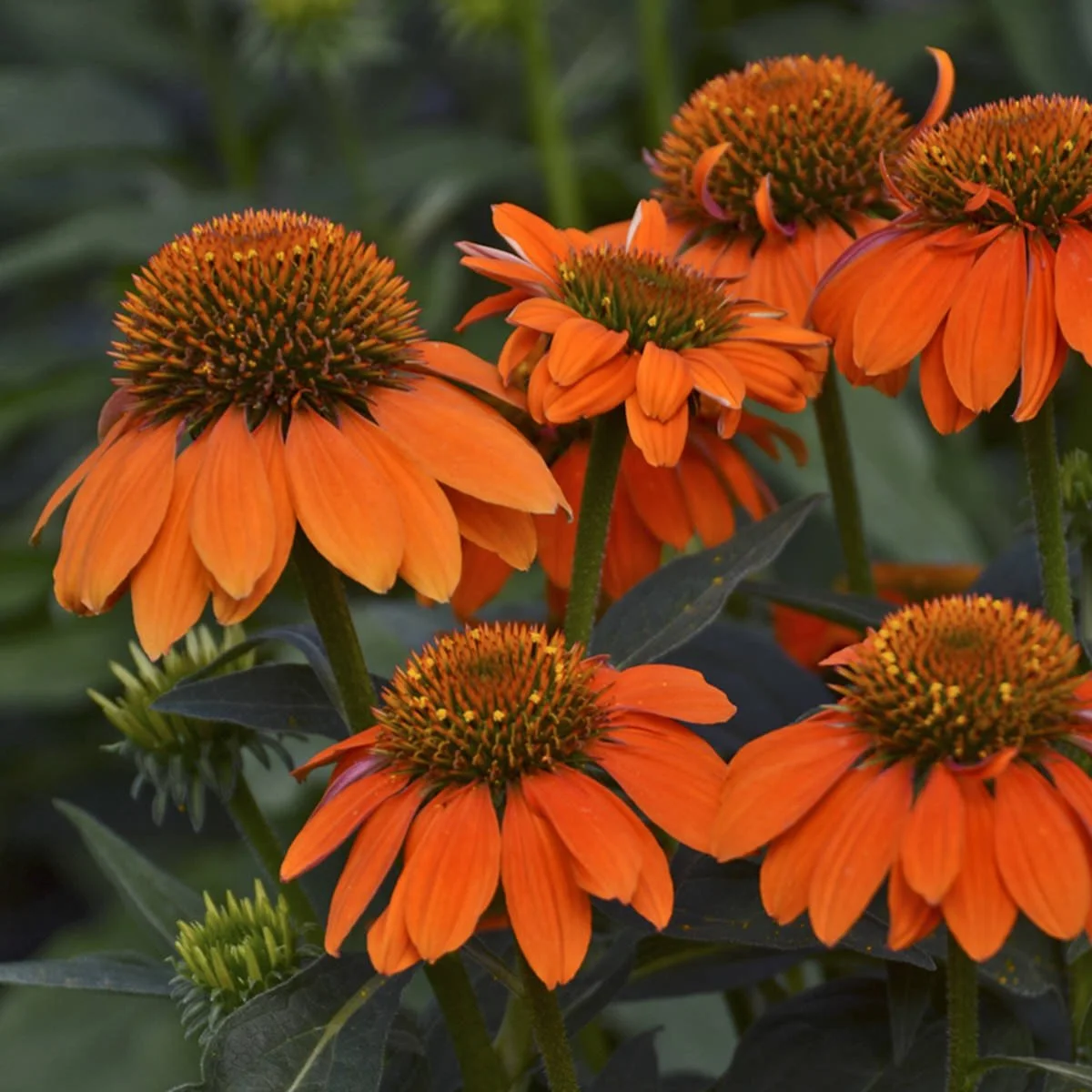 ECHINACEA_SOMBRERO_ADOBE_ORANGE_CONEFLOWER_WG_ECHAO_01.jpg
