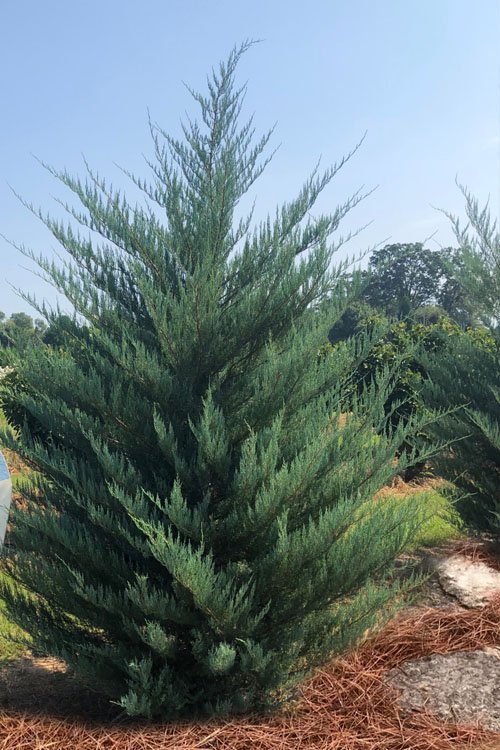 juniperus-virginiana-burkii-eastern-red-cedar-10.jpg