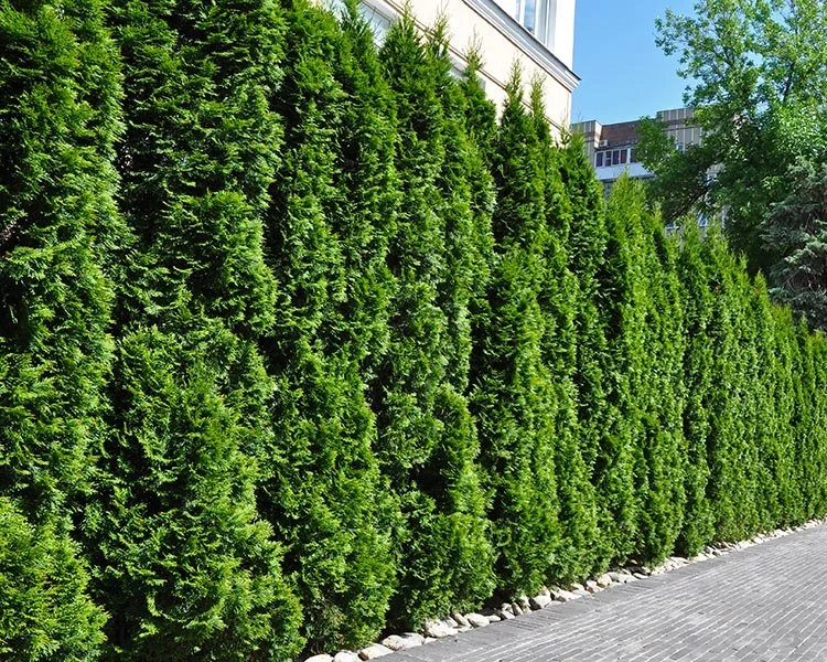Emerald-Green-Arborvetis-copy.jpg