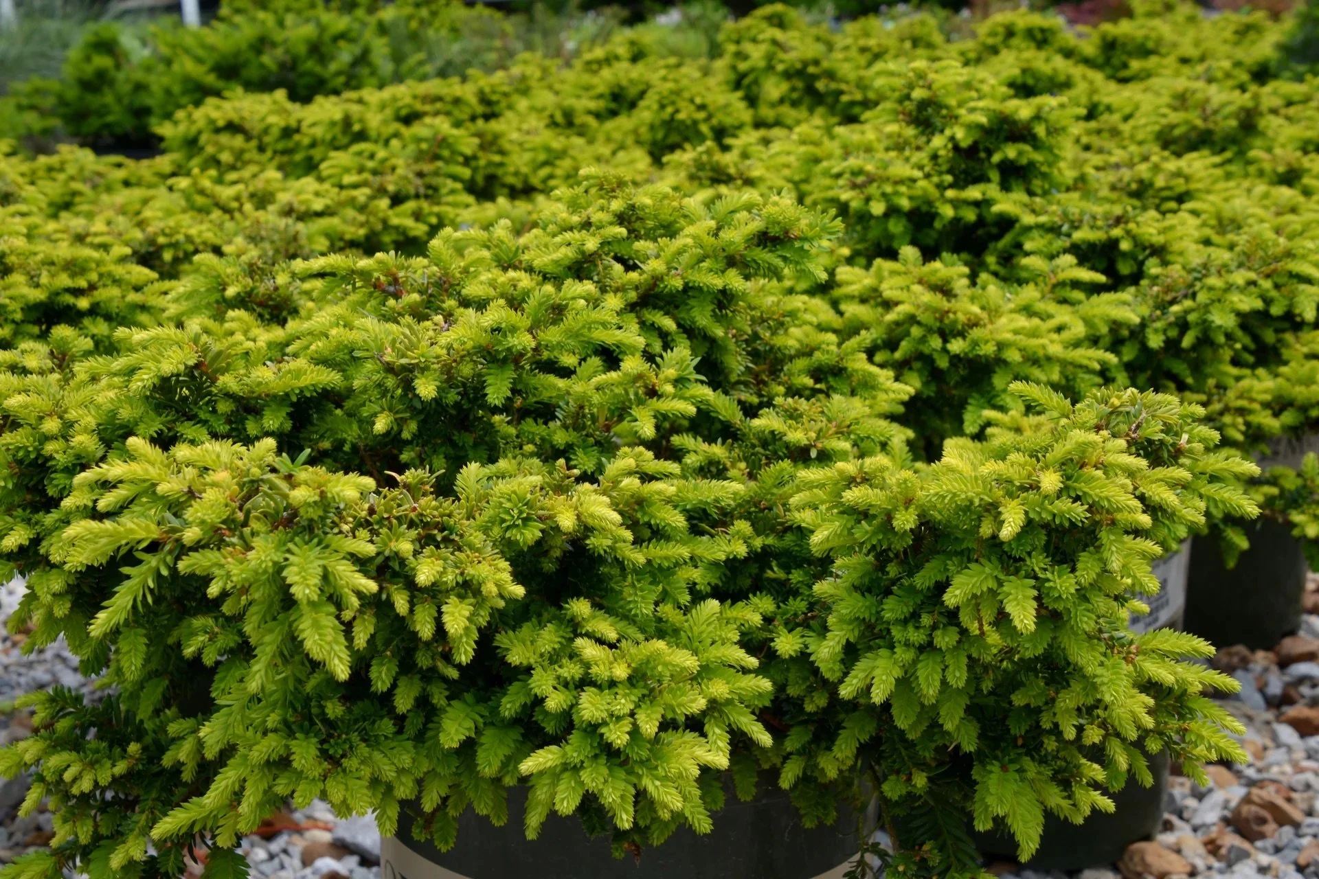 Yew-EmeraldSpreader.jpg