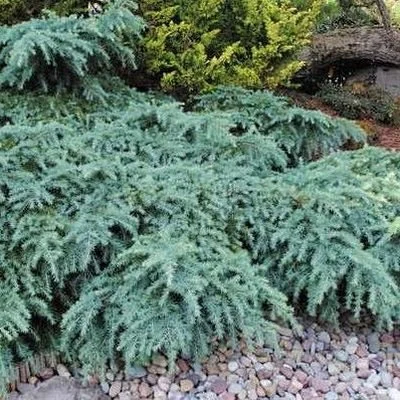 plant_29792_shoot_20210118215238.jpg