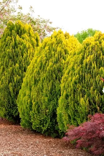 arborvitae-berkmans-gold_thumbnail.jpg