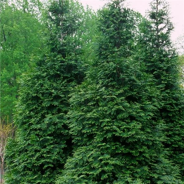 thujaplicata_GreenGiant_GREENGIANTWESTERNARBORVITAE.jpg