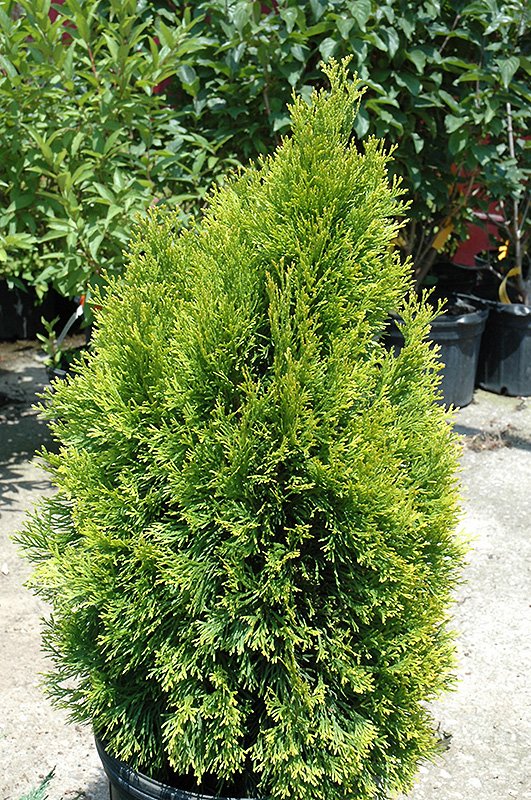 F967-02.jpg
