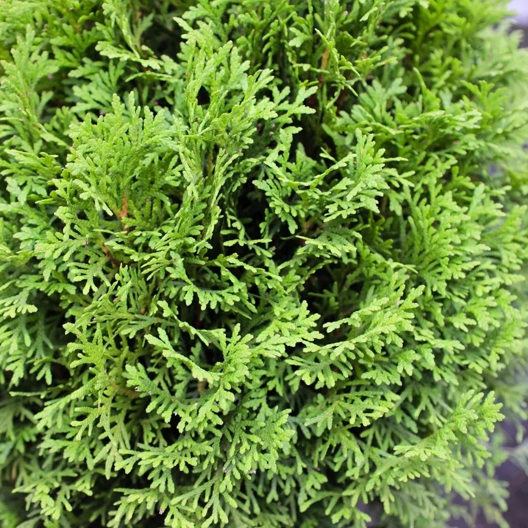 little-giant-arborvitae-30572923584554_1200x1200.jpg