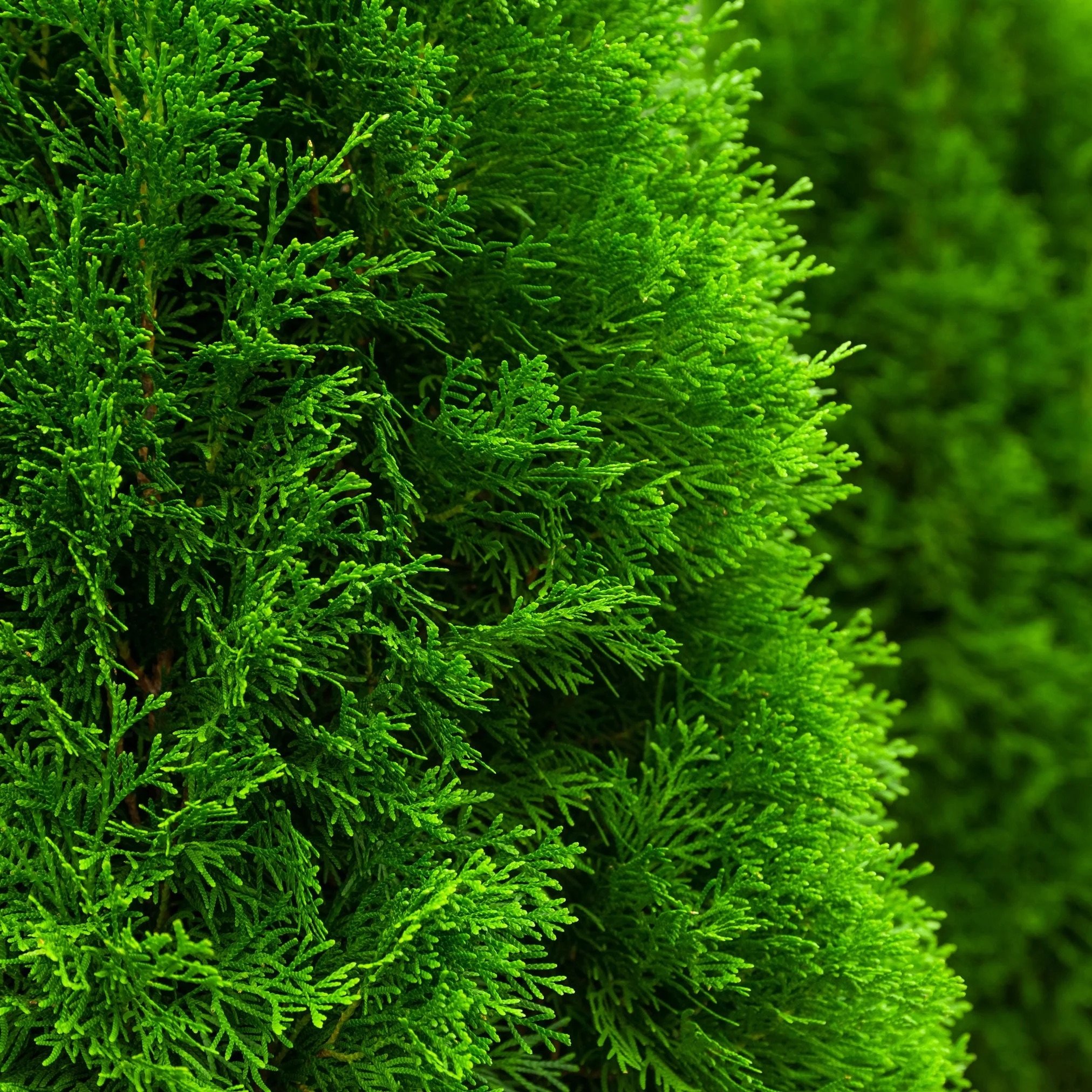 Emerald_Green_Thuja_upclose.jpg